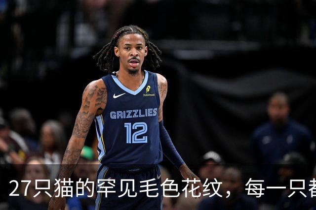 27只猫的罕见毛色花纹，每一只都像限量款